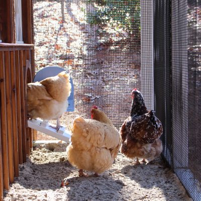 Carolina Coops-custom chicken coop-reclaimed barnwood-Raleigh NC-chickens