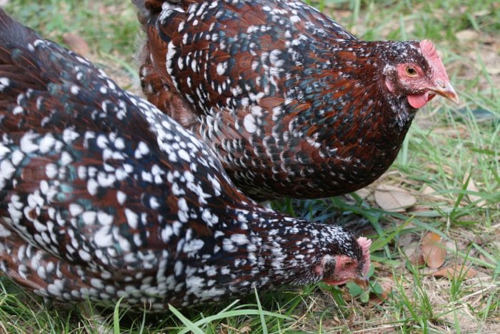 Top 5 Best Broody Hens | Carolina Coops