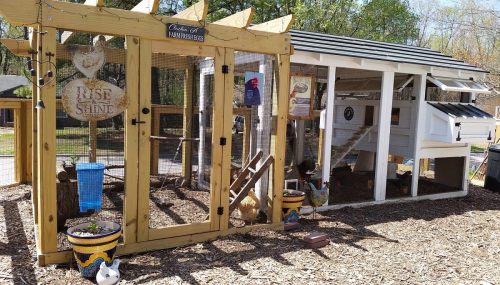 Size Does Matter. Give Your Chickens Room and Activities | Carolina Coops