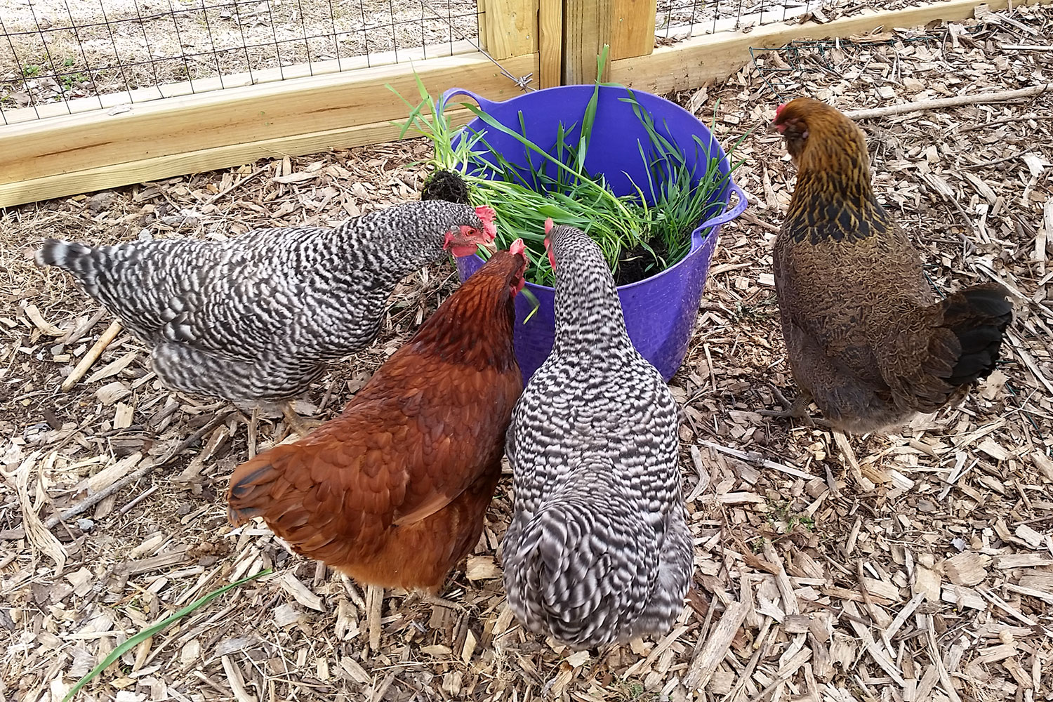 Why I put straw in my chicken run over the Winter