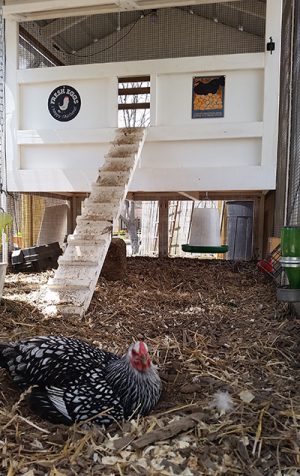 The Best Stuff to Put in Your Chicken Run Area | Carolina Coops