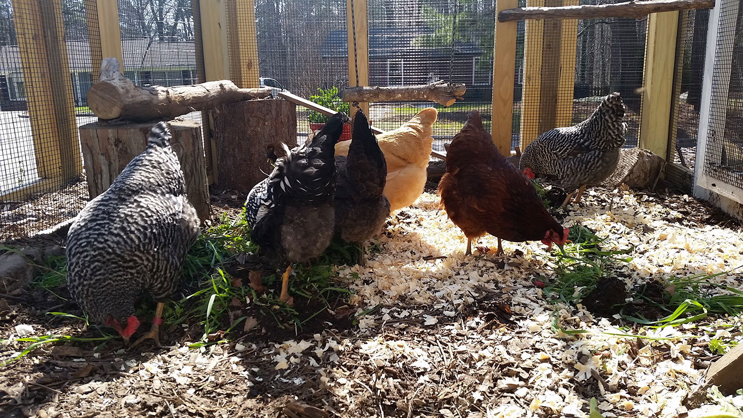 Why I put straw in my chicken run over the Winter