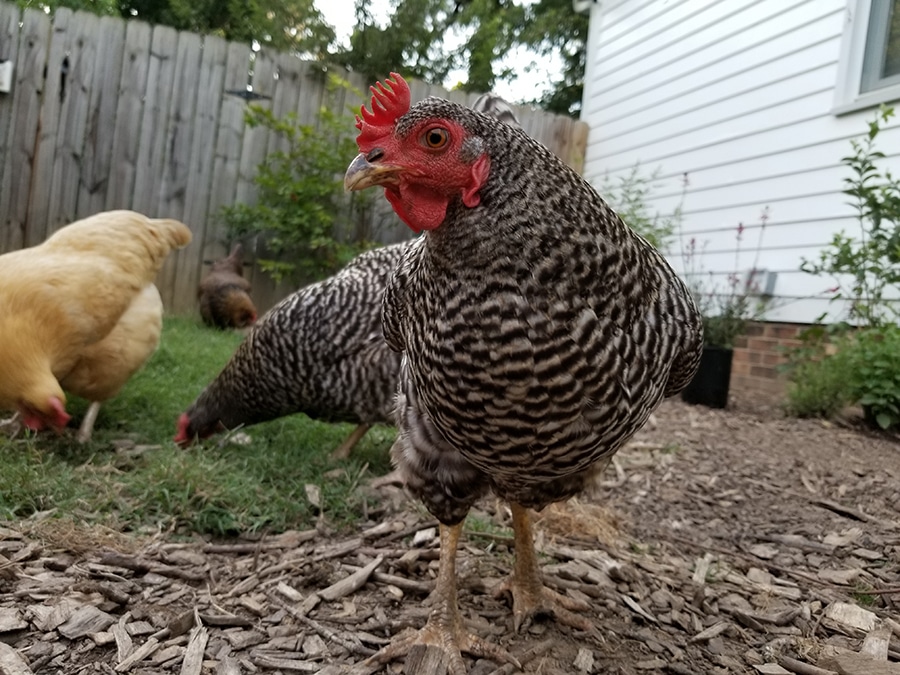 our new hot tub duck pond!  BackYard Chickens - Learn How to