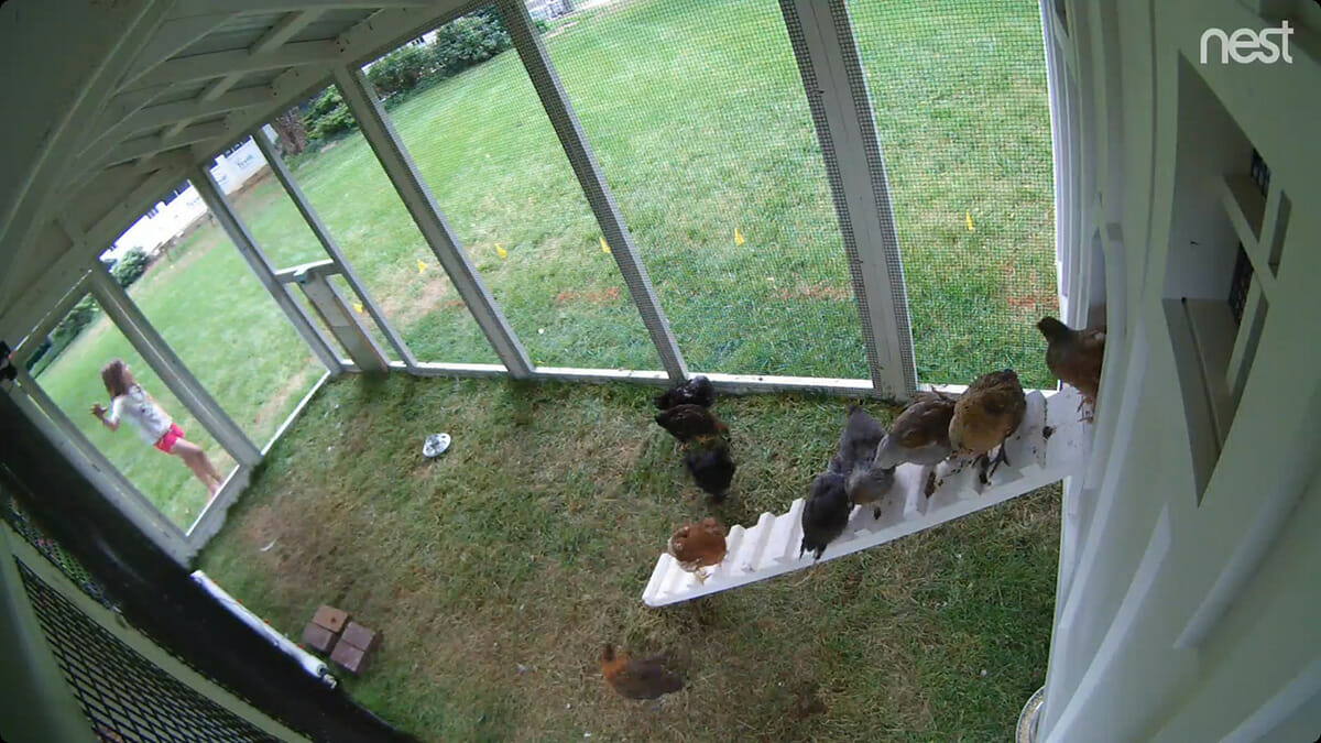 Nest cam in 6′ x 18′ Carolina Coop with 4′ x 6′ henhouse in Washington, DC