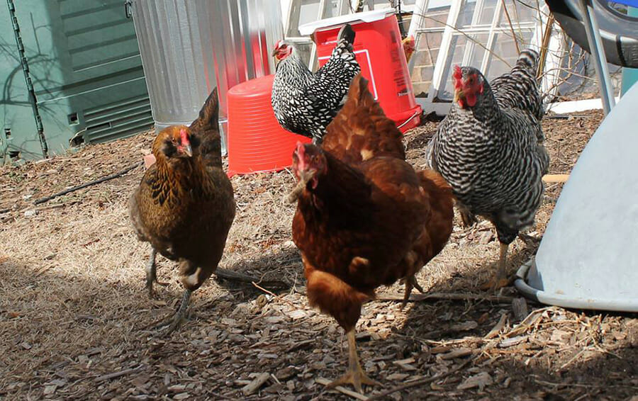 15 Fun Facts About Chickens