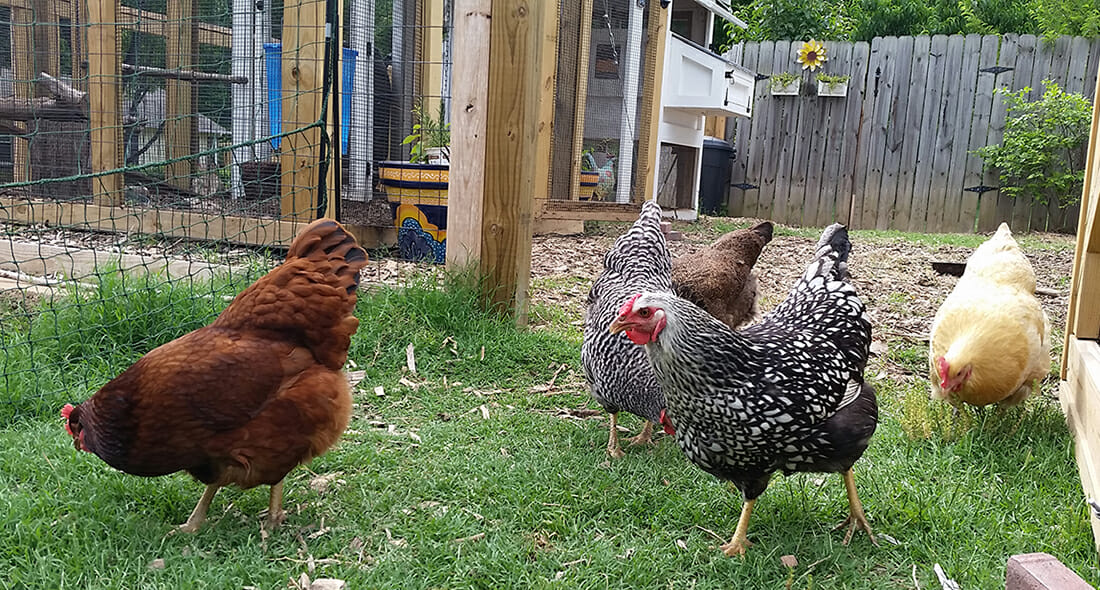 Raising Heritage Chicken Breeds - Backyard Chicken Advice