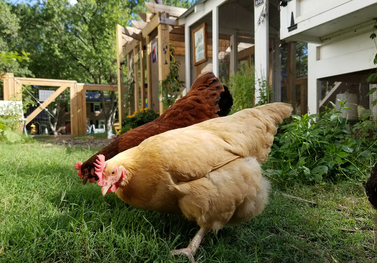 Chickens free ranging outside a 6′ x1 2′ American Coop