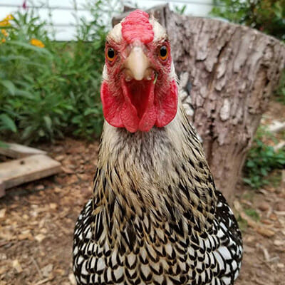 Do my chickens like me? The most common ways chickens show affection to  humans  Run Chicken Do my chickens like me? The most common ways chickens  show affection to humans 