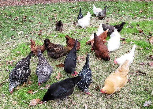 Bare Naked Ladies: What You Need to Know about Molting Chickens ...