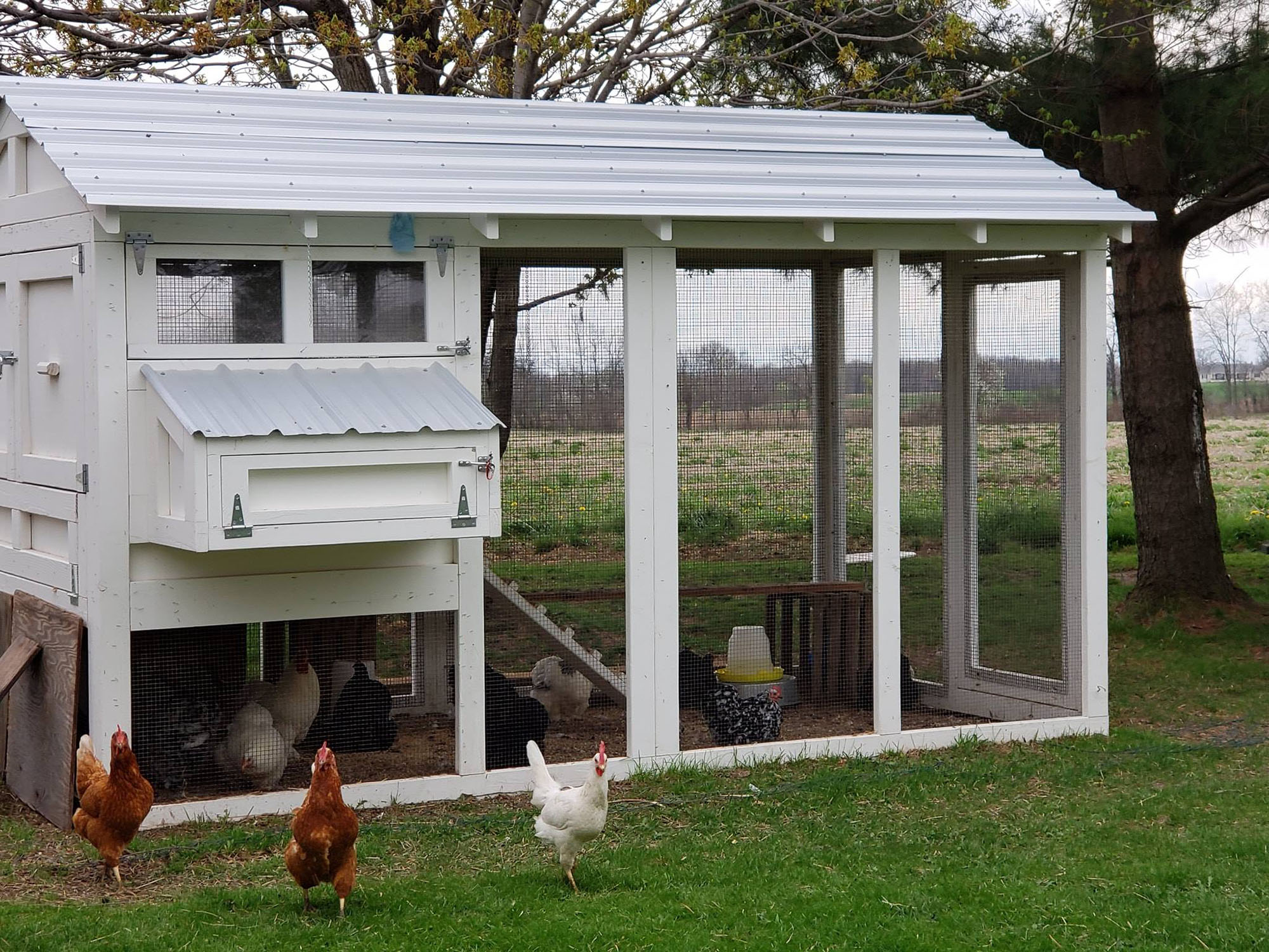 6′ x 12′ American Coop with 4’x 6′ henhouse in Shortsville, NY Gerlock Farms
