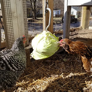 Carolina Coops - Winter tips for chickens -hanging cabbage in the run as a boredom buster