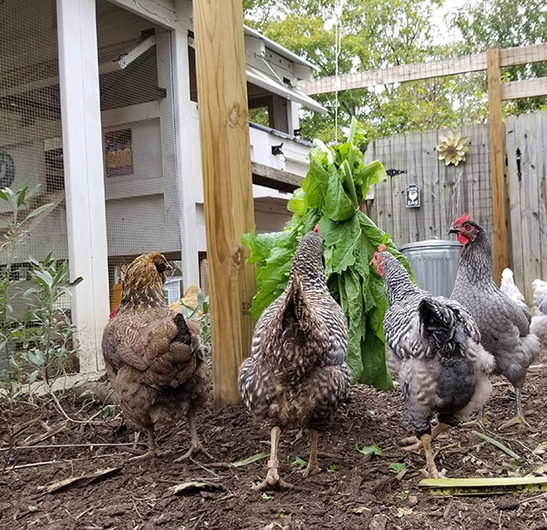 Carolina Coops – giving your chickens boredom busters in the winter