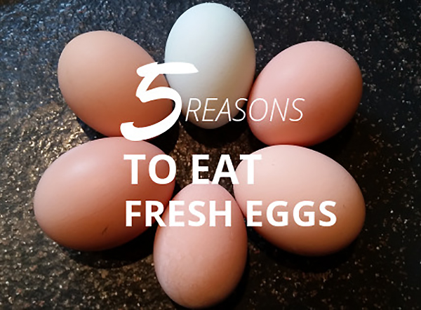 5 reasons to eat fresh eggs