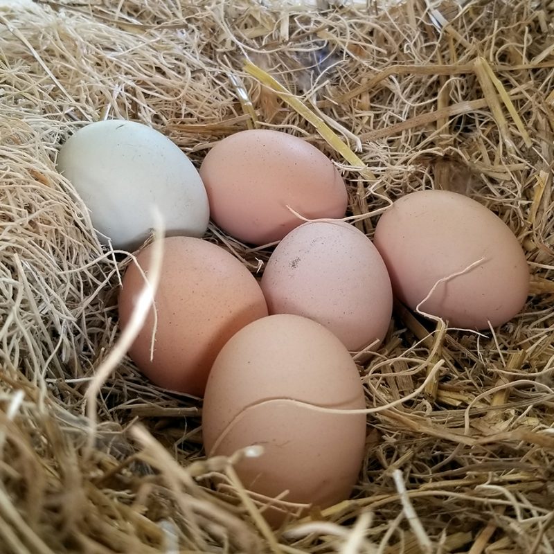 Carolina Coops - Resources - Fresh Egg facts