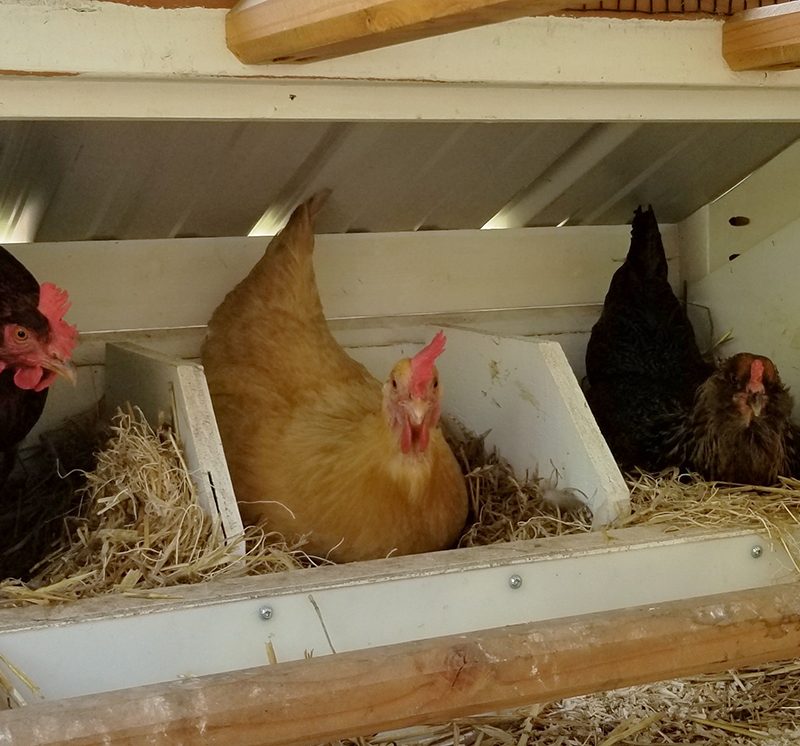 Carolina Coops - Resources - chickens laying eggs in their nest boxes