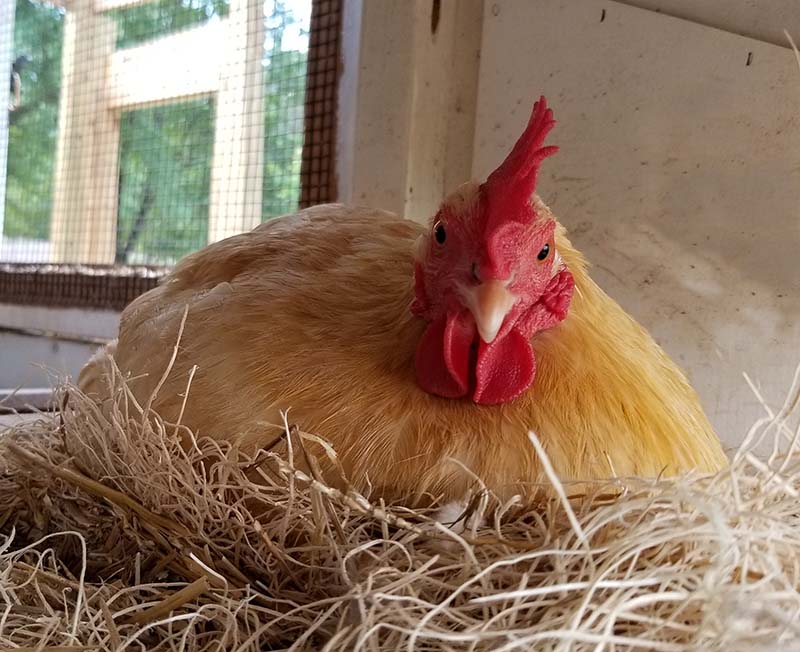 Carolina Coops - Blog - My Hen went Broody