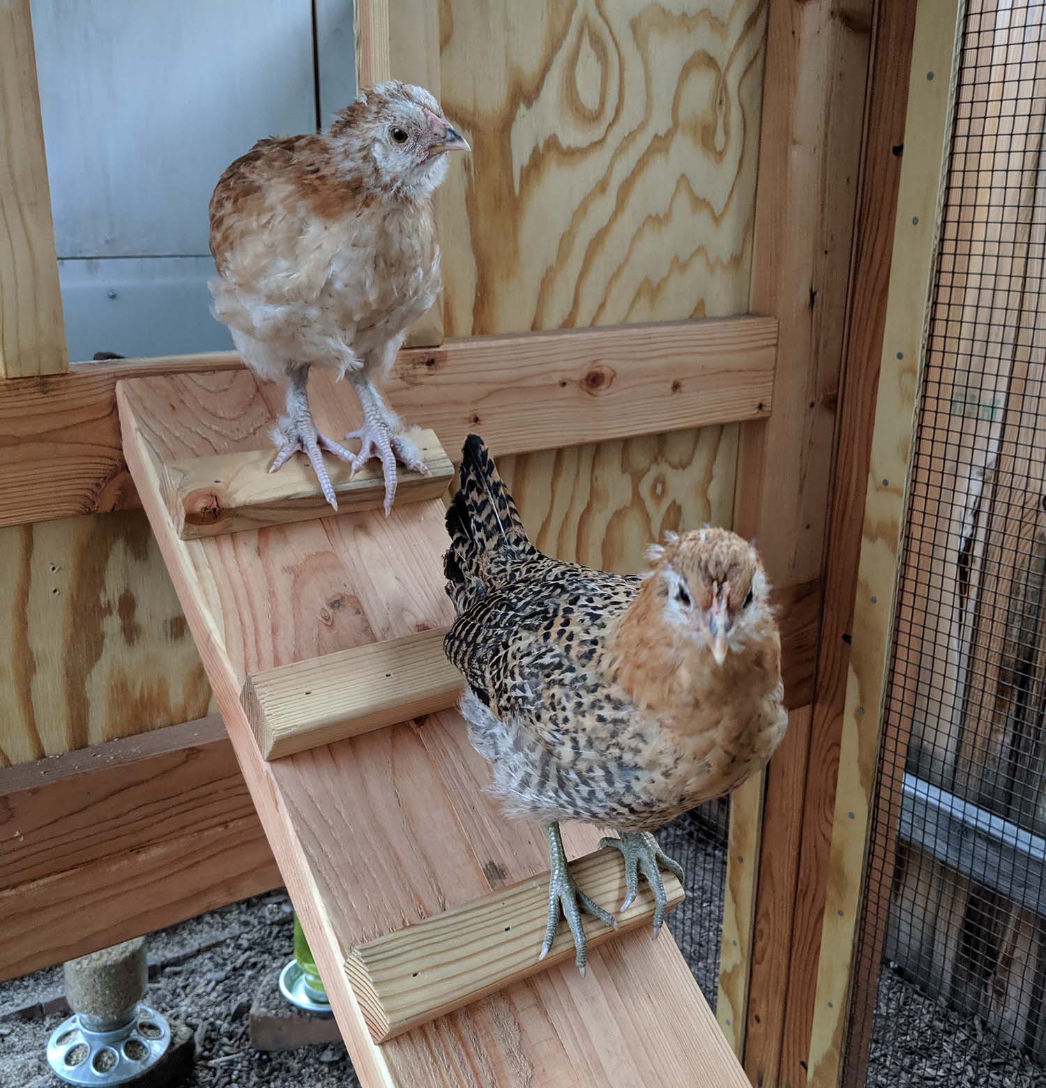 Bantams in a 4′ x 9′ California Coop with 3′ x 4′ henhouse in Boise, Idaho