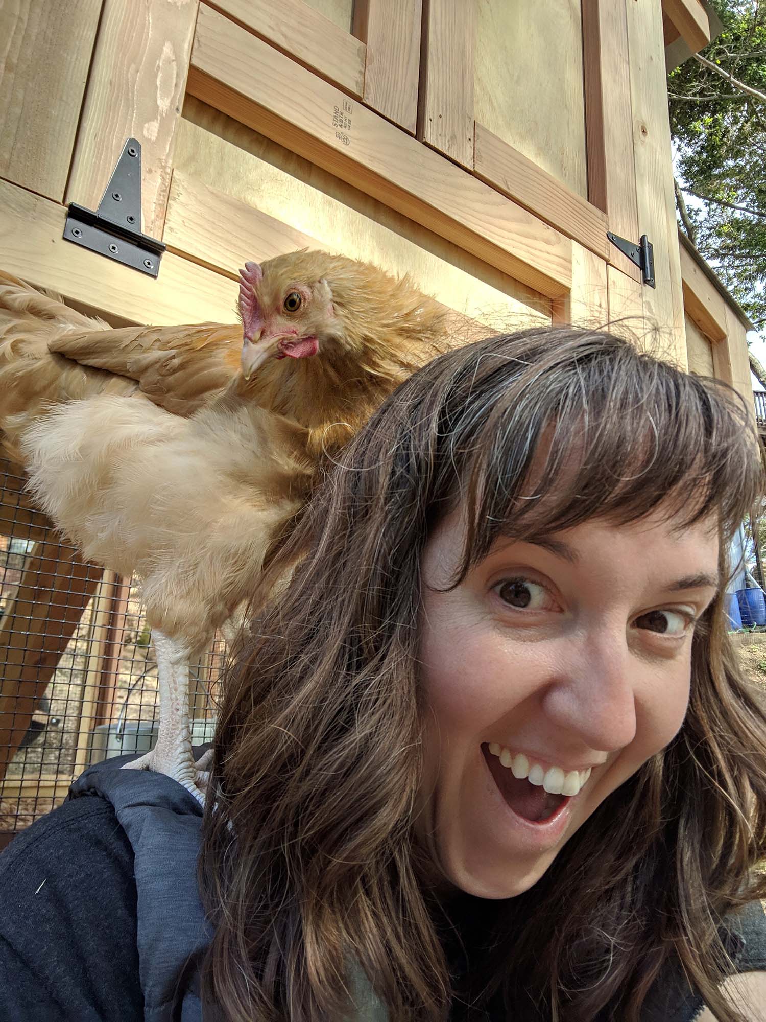 4′ x 9′ California Coop customer and her chicken enjoying their new coop in Santa Cruz, California