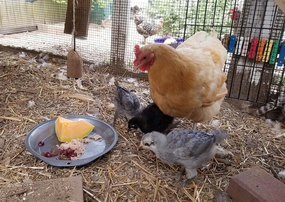 Carolina Coops - blog - Broody hen and chicks and the American Coop - eating a snack