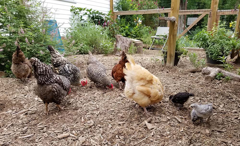 Carolina Coops - blog - Broody hen and chicks and the American Coop - flock free ranges