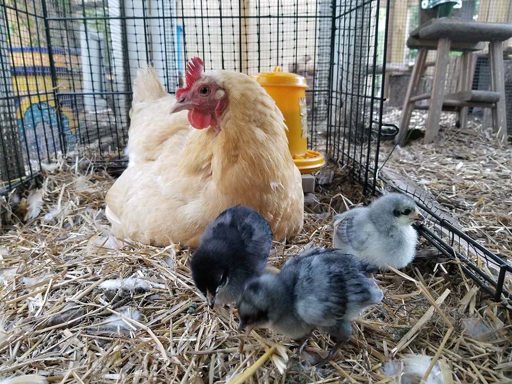 Carolina Coops - blog - Broody hen and chicks and the American Coop - safe in the dog crate