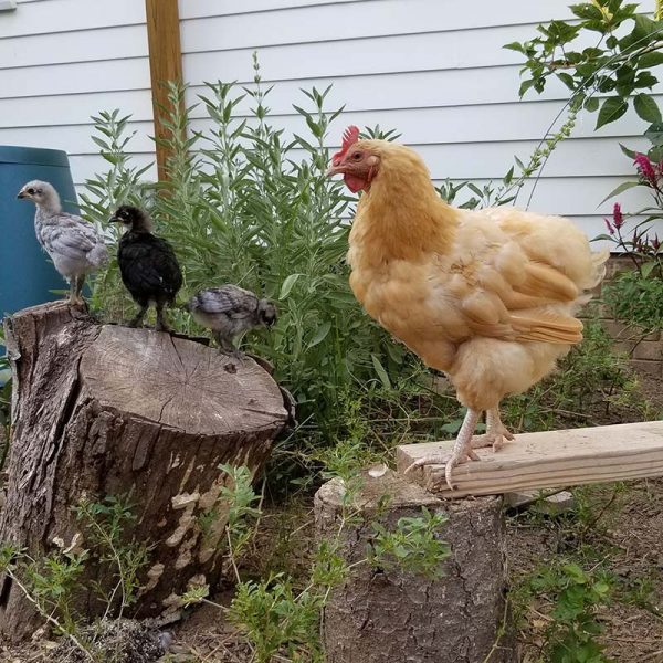 Carolina Coops - blog - new chicks venture out with momma