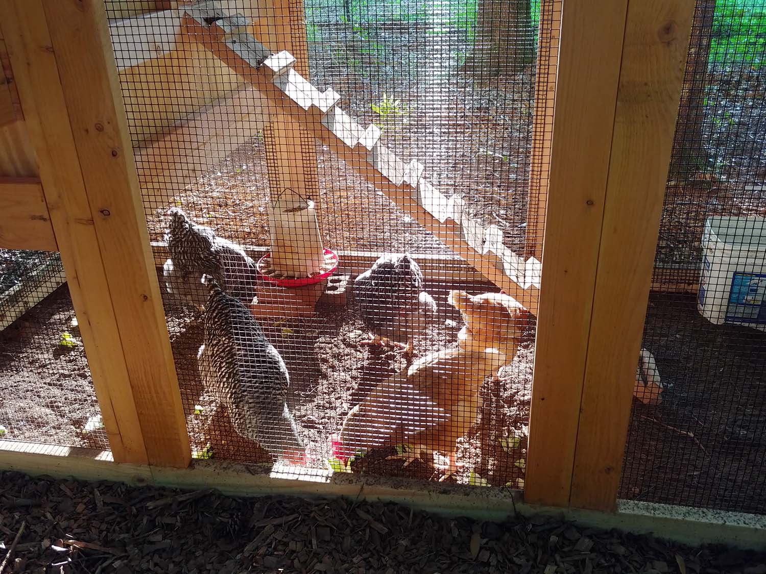 Chickens inside a 4′ x 9′ California Coop in Pine Mountain, Georgia