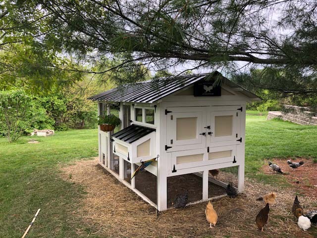 Hens free ranging around a 6′ x 12′ American Coop in Sullivan, Illinois