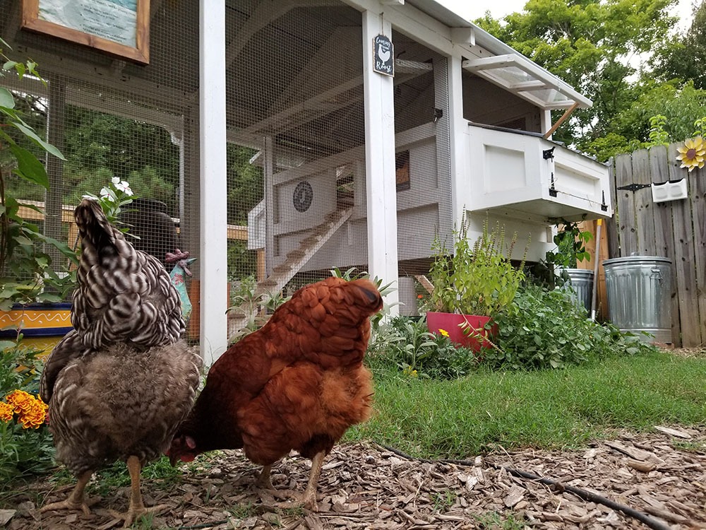 American Coop on the side of the house with fencing around - Carolina Coops