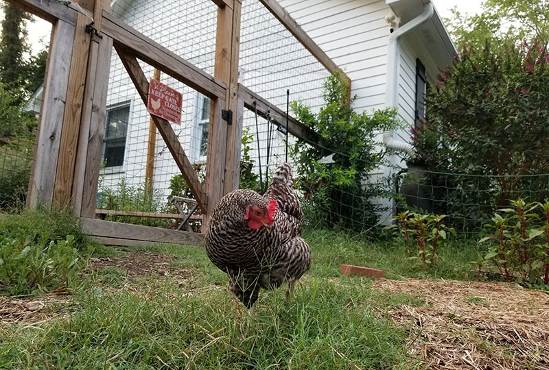 Barred Rock forages outside the chicken fence area - Carolina Coops
