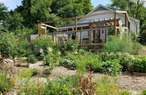 Backyard Chickens, Neighbors, and the City Board | Carolina Coops