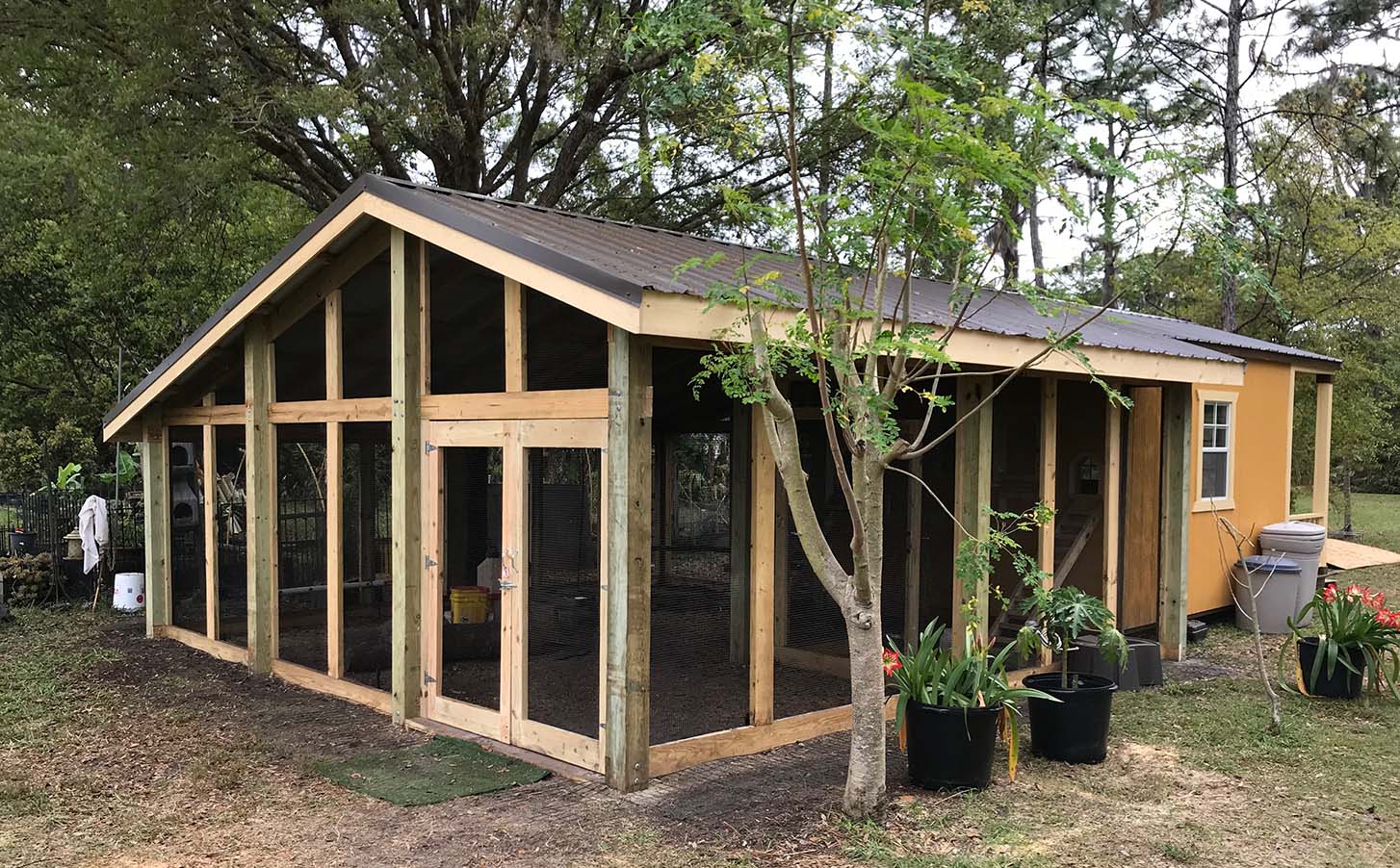 Custom chicken run built on converted shed in Orlando, Florida