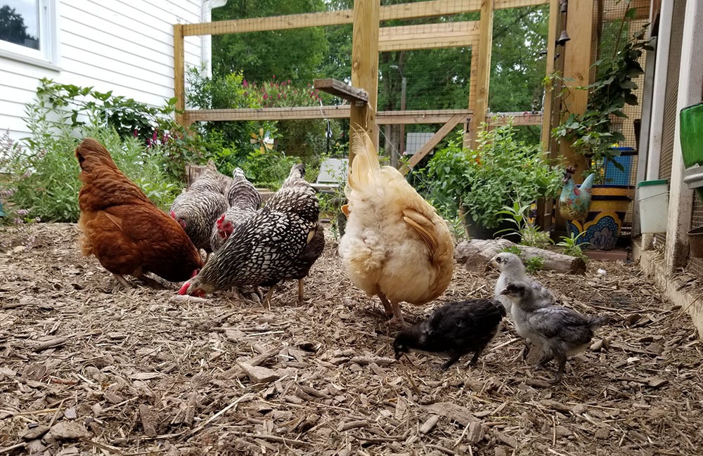 Keeping chickens safe in an urban setting on the side of the house - Carolina Coops