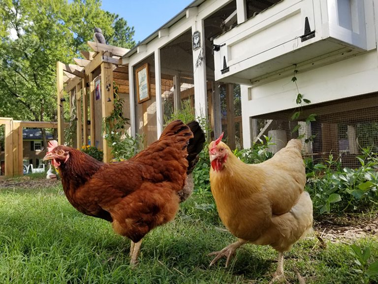 Backyard Chickens, Neighbors, and the City Board | Carolina Coops