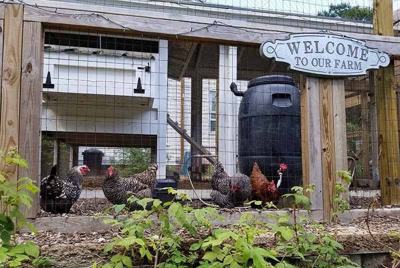 urban chickens are safe inside fenced in area - Carolina Coops