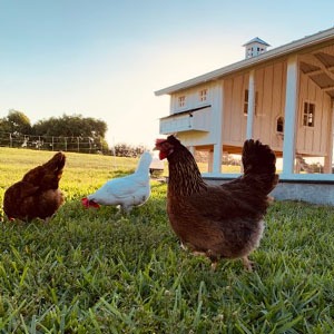 Carolina Coops FAQs about chicken keeping
