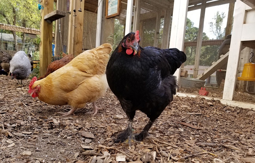 Carolina Coops blog Libby the French Copper Marans with the flock