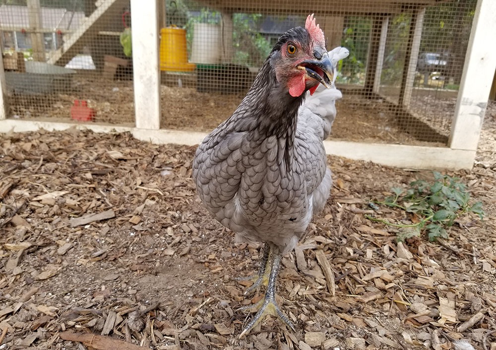 Carolina Coops blog Sapphire Gem being dramatic