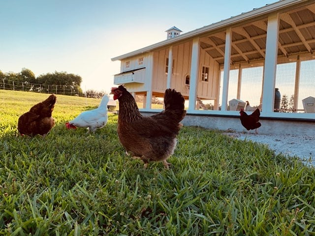 Carolina Coops in Florida - all kinds of chicken breeds