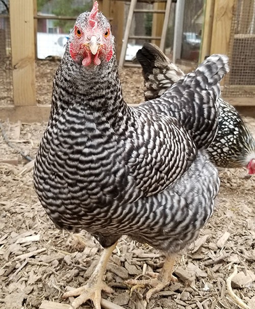 Barred Rock after molting