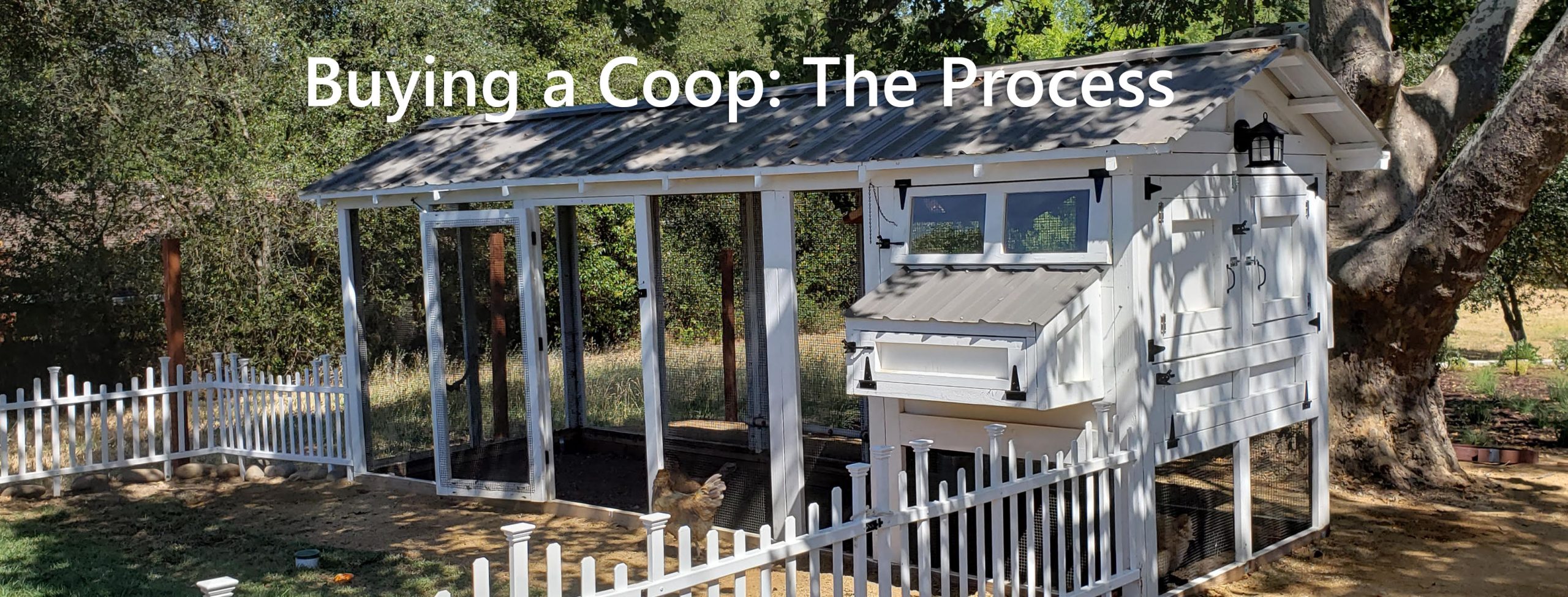Buying a chicken coop: the process