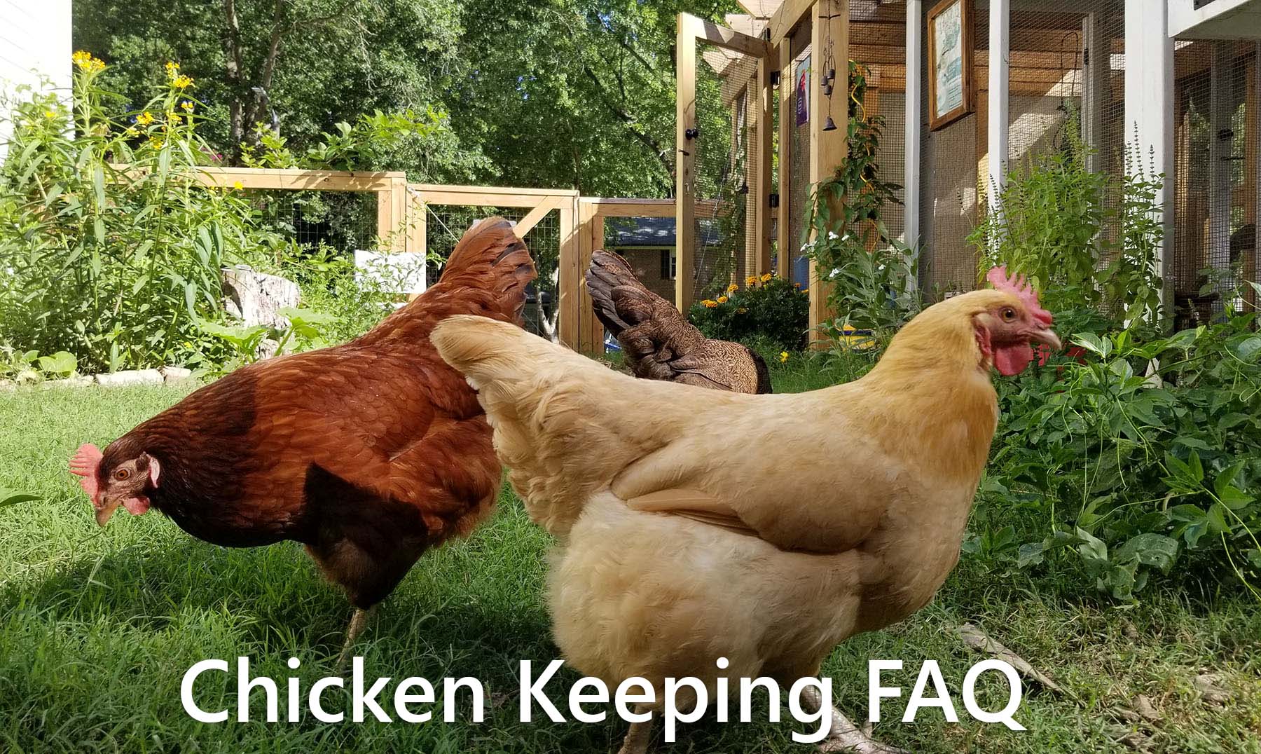 Carolina-Coops-Chicken-Keeping-FAQ