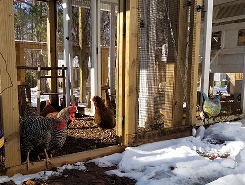 Carolina Coops FAQs chickens laying in the winter