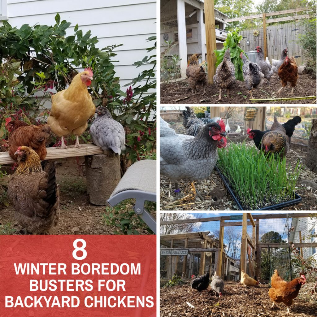 Carolina Coops - 8 Winter boredom busters for backyard chickens