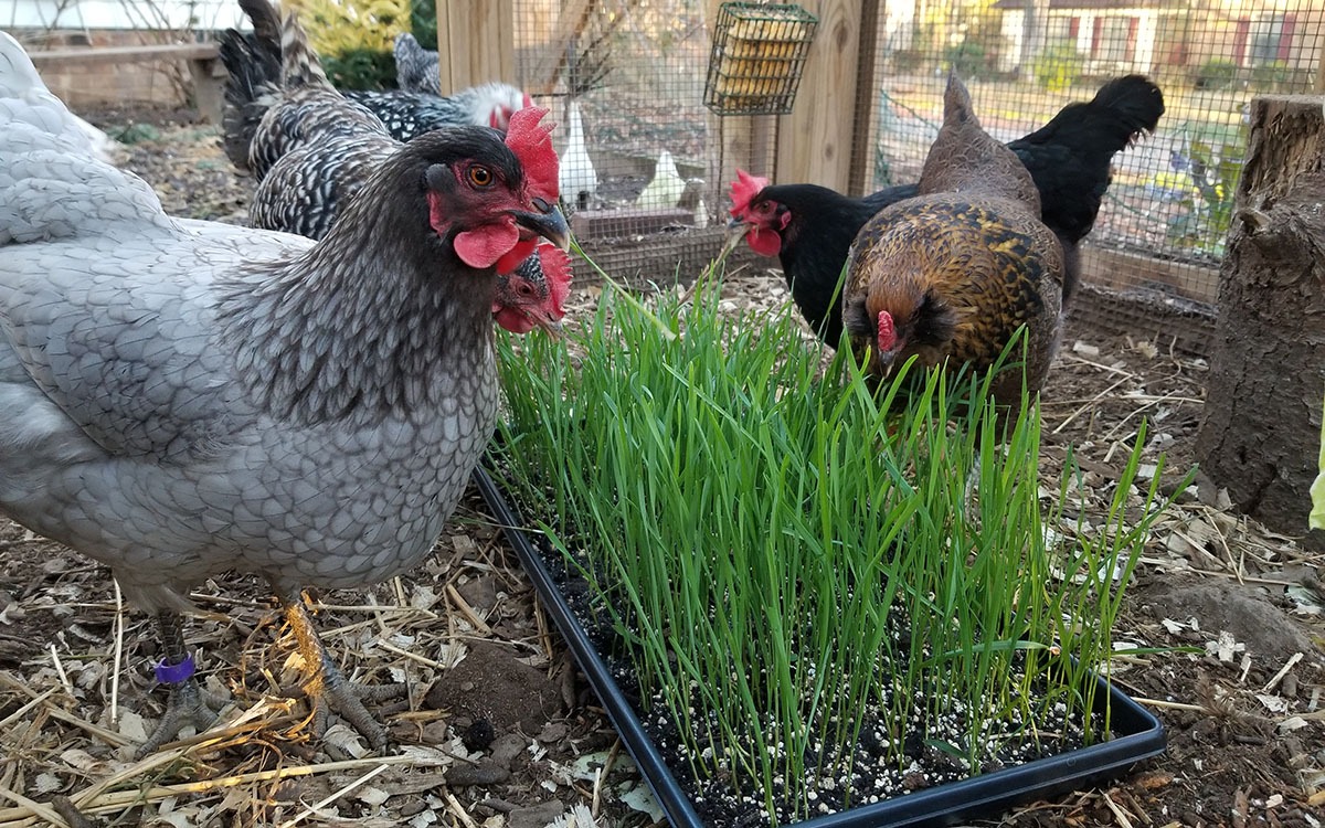 Carolina Coops Blog - Grow fodder for extra treats for your chickens in the winter