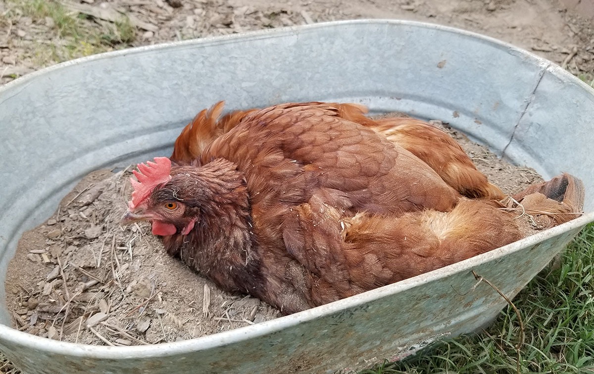 Carolina Coops Blog - Provide a separate dust bath area for your chickens in the winter