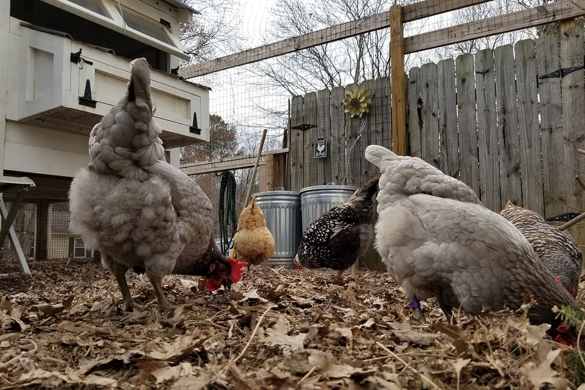 Carolina Coops - Leaves the leaves for your chickens to go through