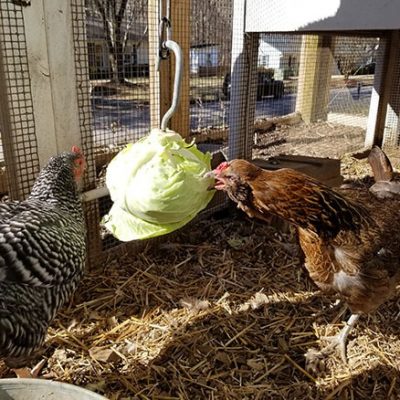 Carolina Coops blog - Hang cabbage as a bordedom buster for your chickens