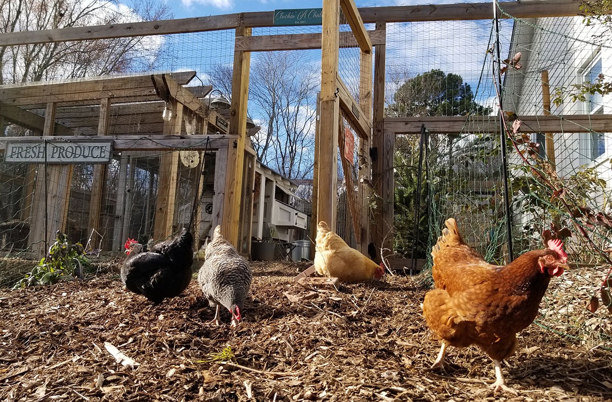 Carolina Coops blog - Let your chickens free ranging in new areas to break up boredom