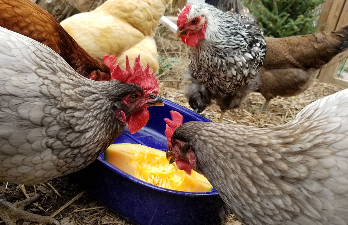 Carolina Coops blog- cut a melon or pumpkin up as extra treats for chickens